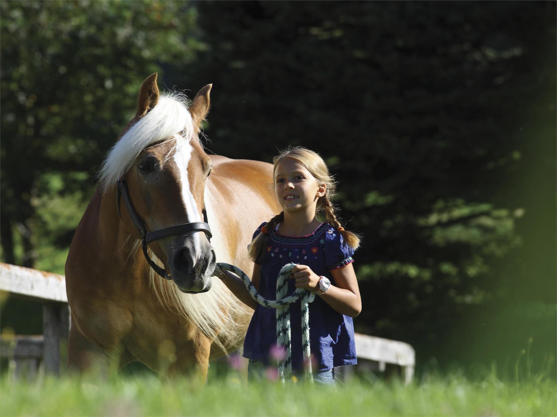 Oltradige riding club Eppan an der Weinstaße/Appiano sulla Strada del Vino 1 suedtirol.info