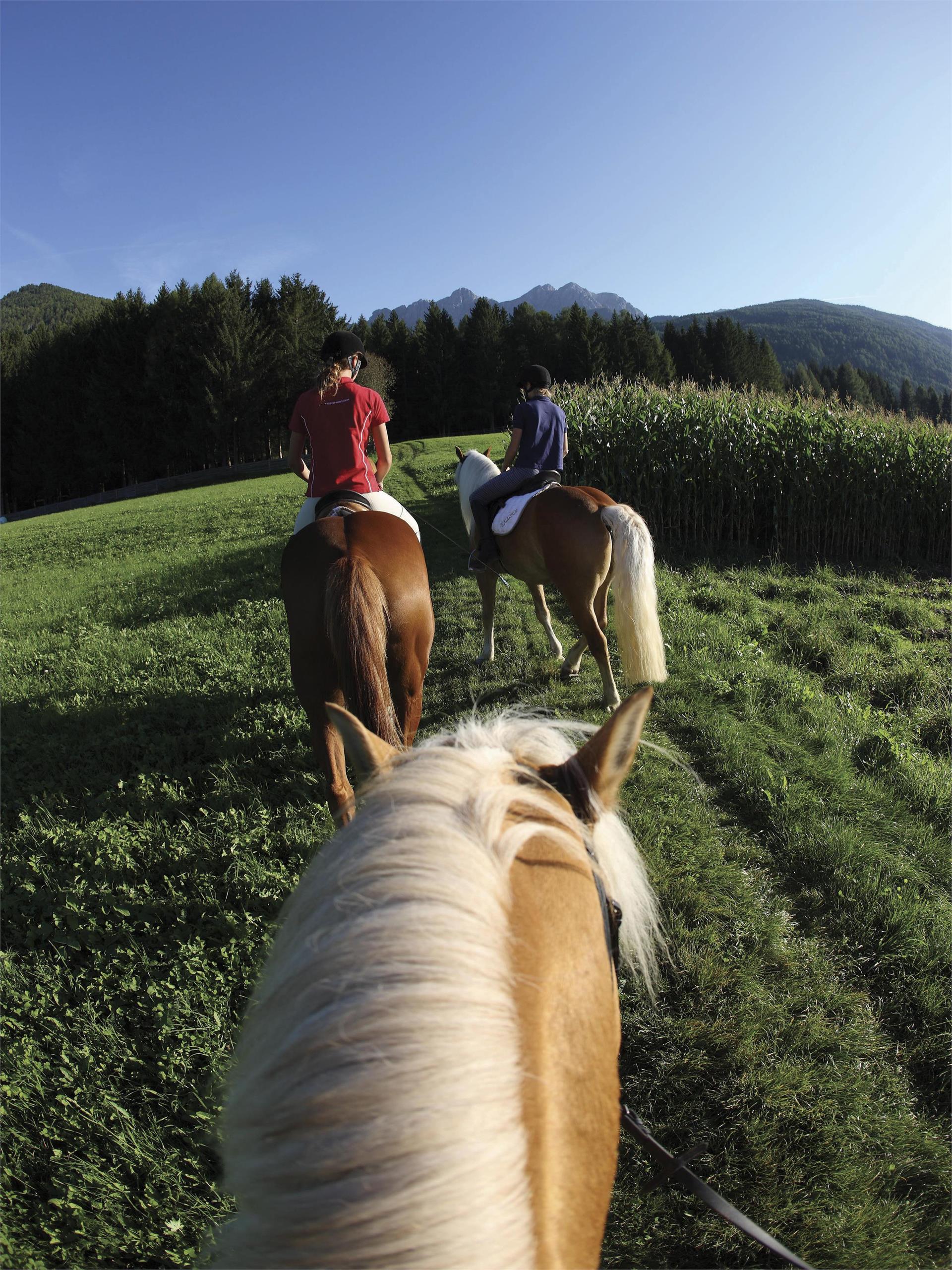 Oltradige riding club Eppan an der Weinstaße/Appiano sulla Strada del Vino 3 suedtirol.info