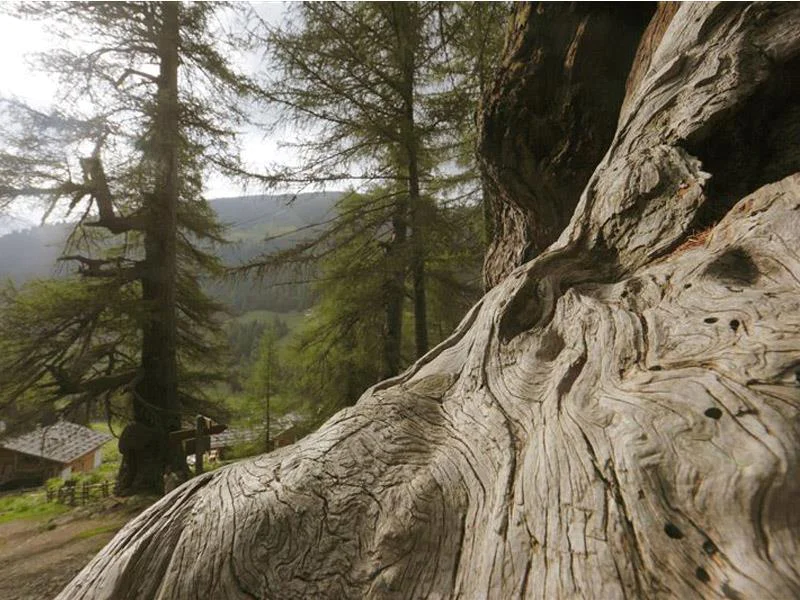 Ancient larch trees