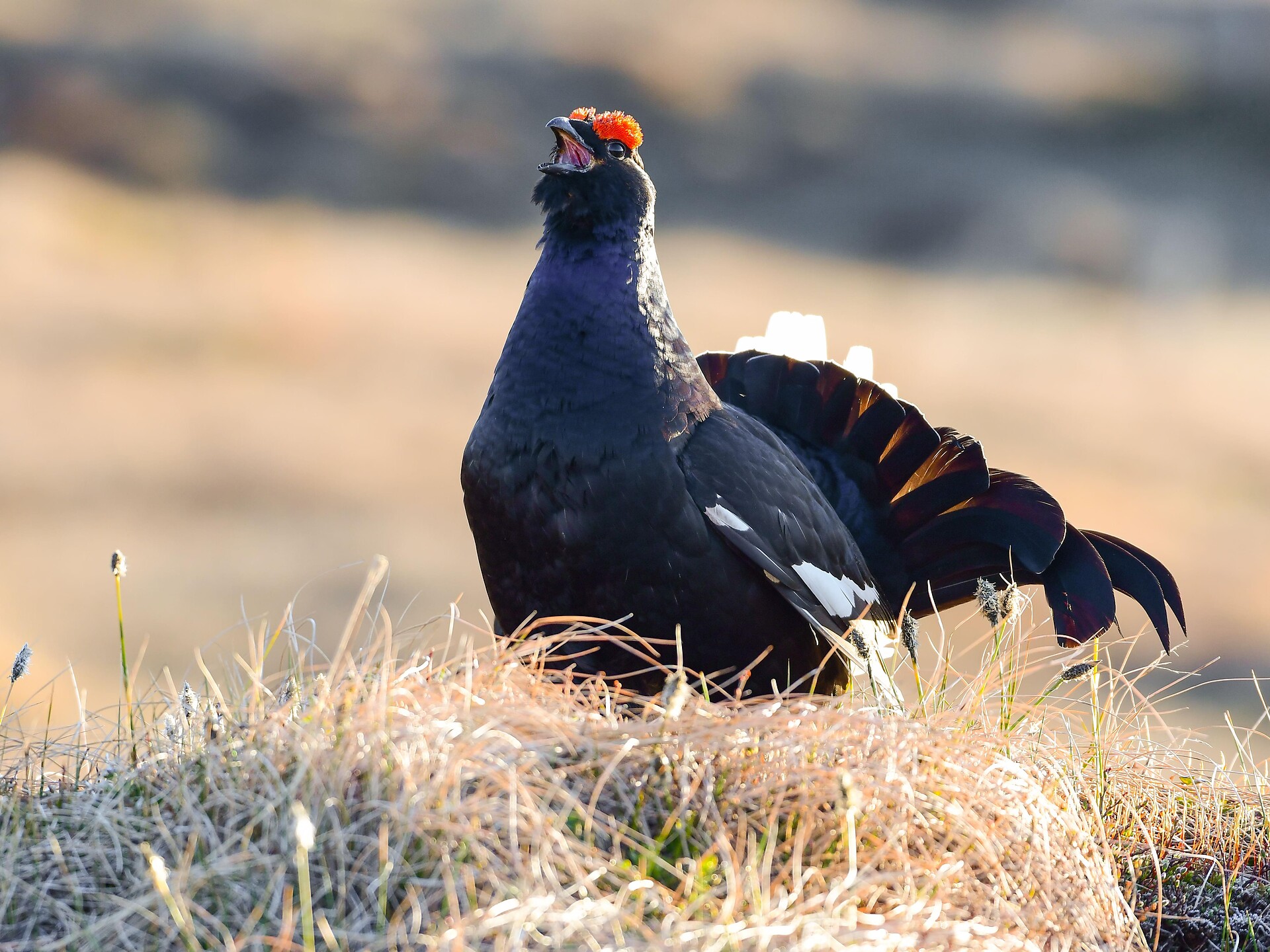 Photo black grouse
