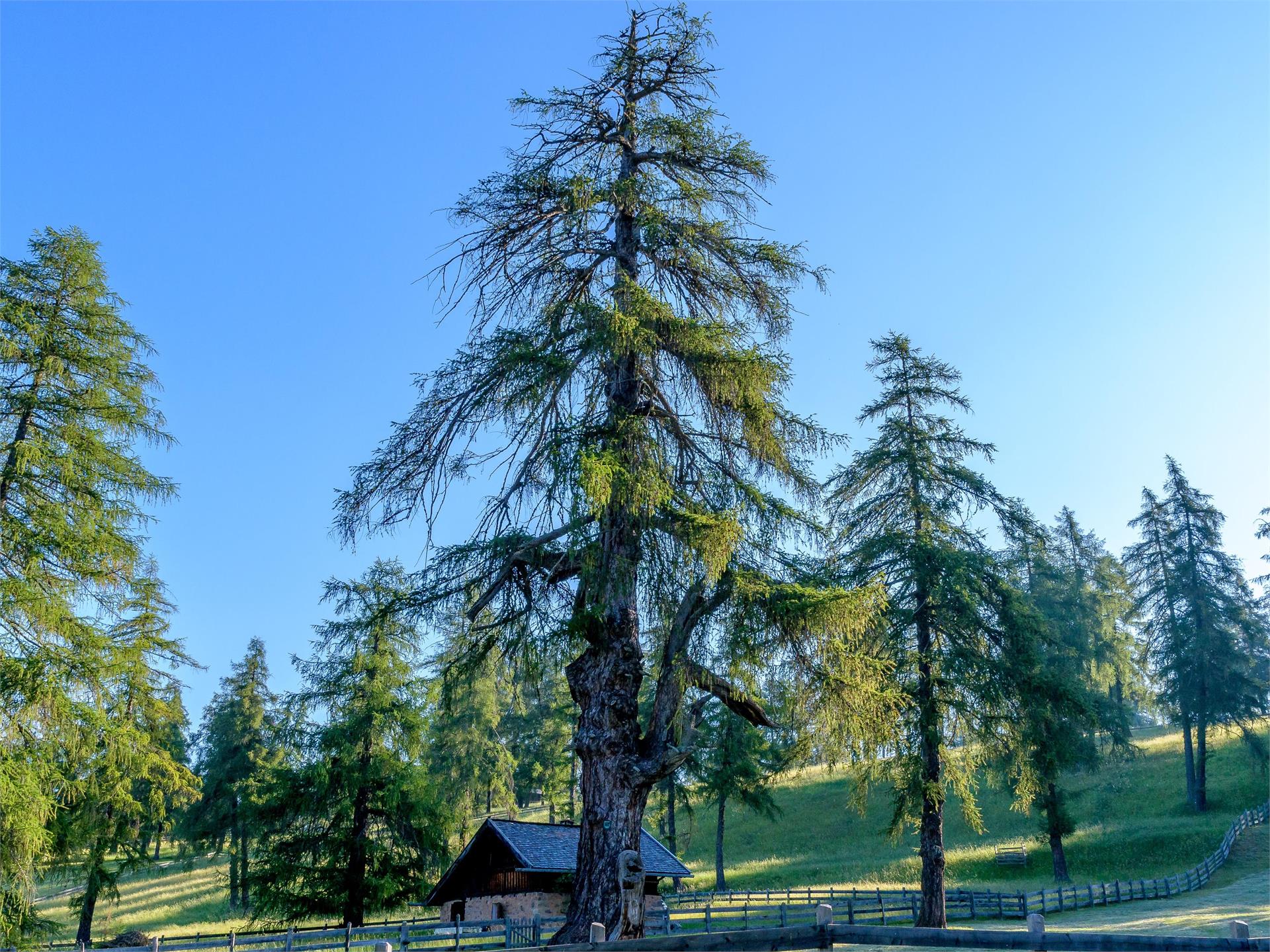 Urlärche auf dem Salten Jenesien 1 suedtirol.info