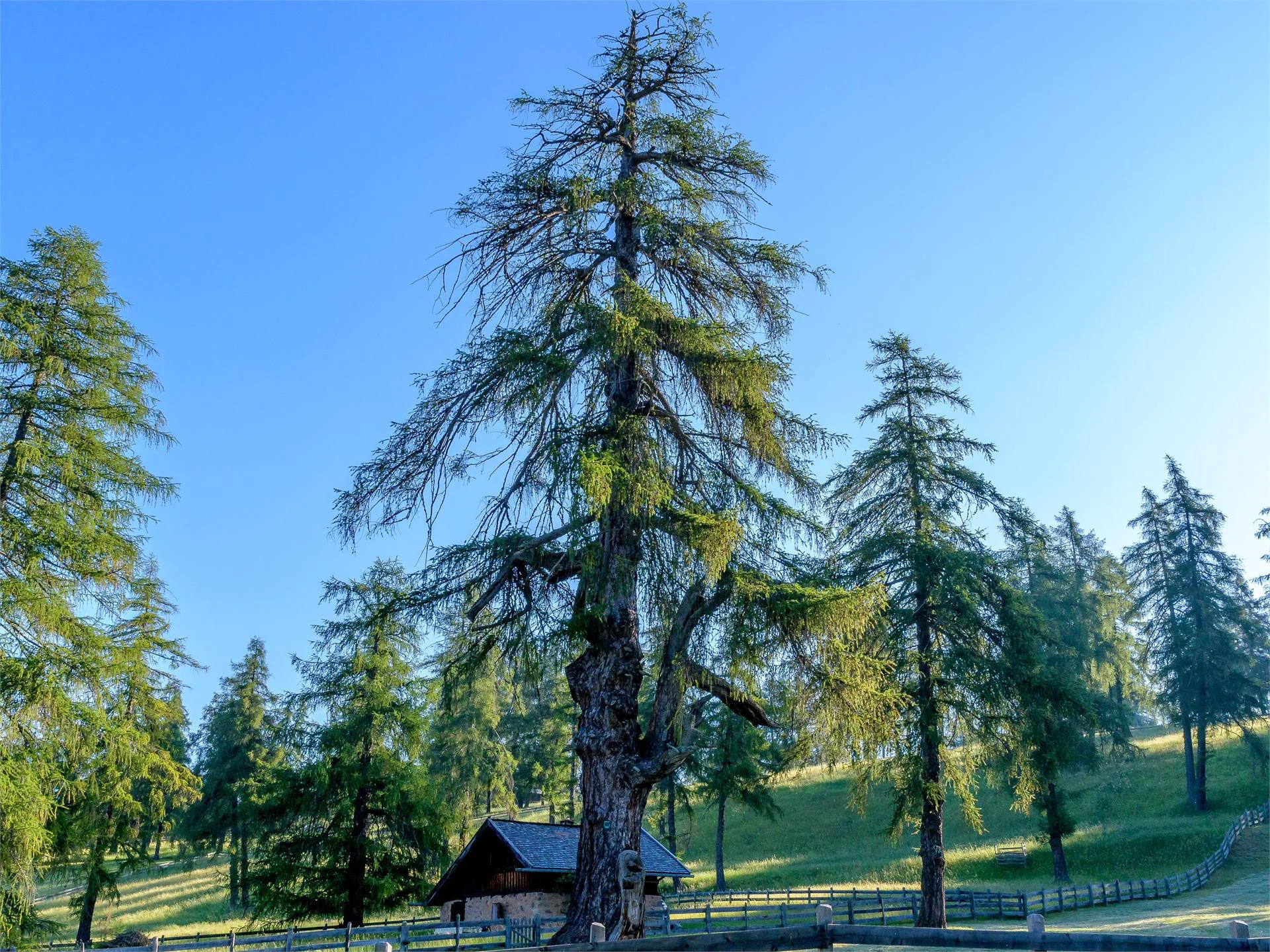 Ancient larch tree on the Salto high plateau Jenesien/San Genesio Atesino 1 suedtirol.info