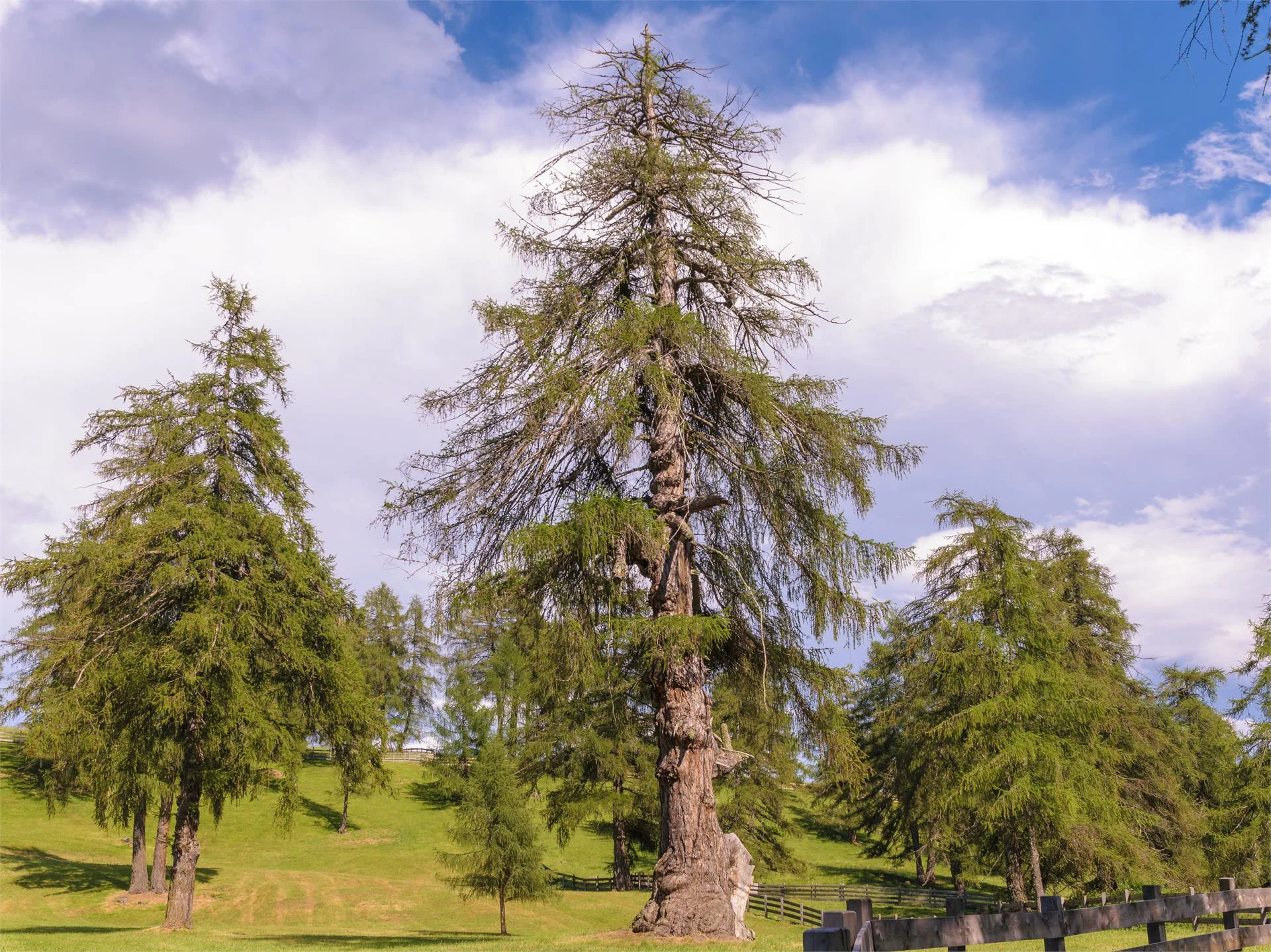 Ancient larch tree on the Salto high plateau Jenesien/San Genesio Atesino 2 suedtirol.info
