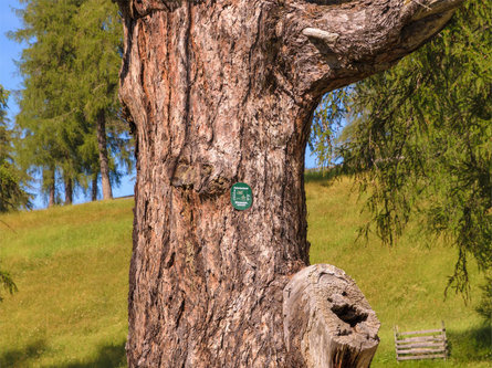 Ancient larch tree on the Salto high plateau Jenesien/San Genesio Atesino 3 suedtirol.info
