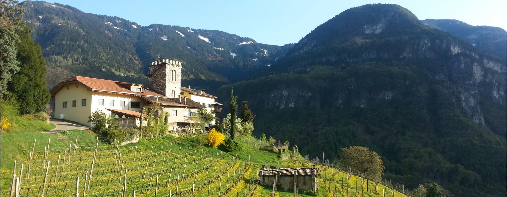 Maso Thaler Winery - Alto Adige Wine Road - #1 - suedtirol.info