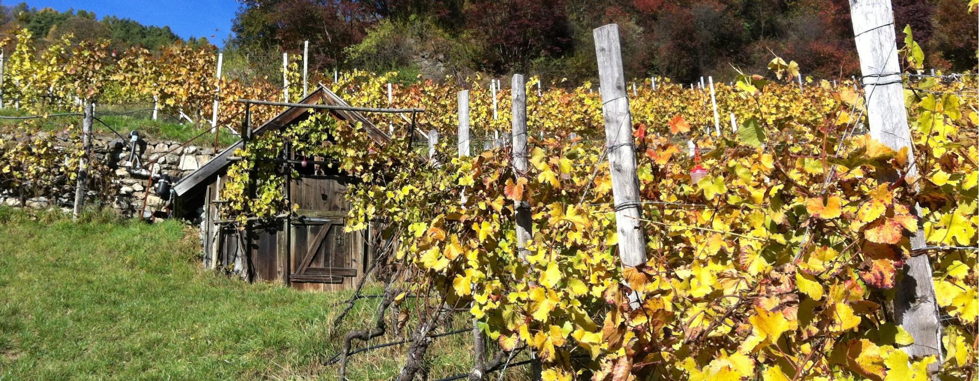 Weingut Radoarhof - Brixen und Umgebung - #1 - suedtirol.info