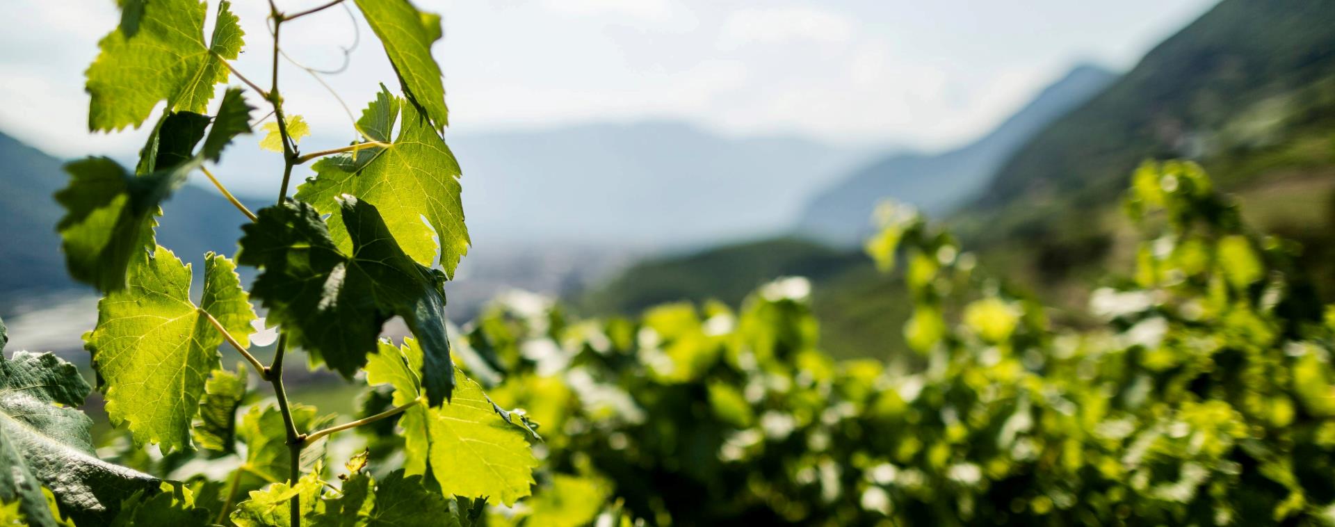 Kollerhof Winery - Alto Adige Wine Road - #1 - suedtirol.info
