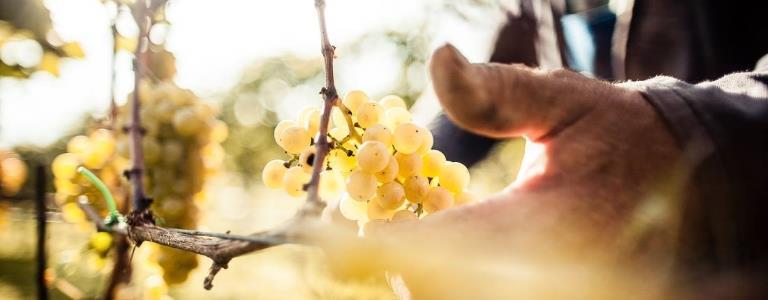 Tenuta Kiemberger - Strada del Vino - #1 - suedtirol.info