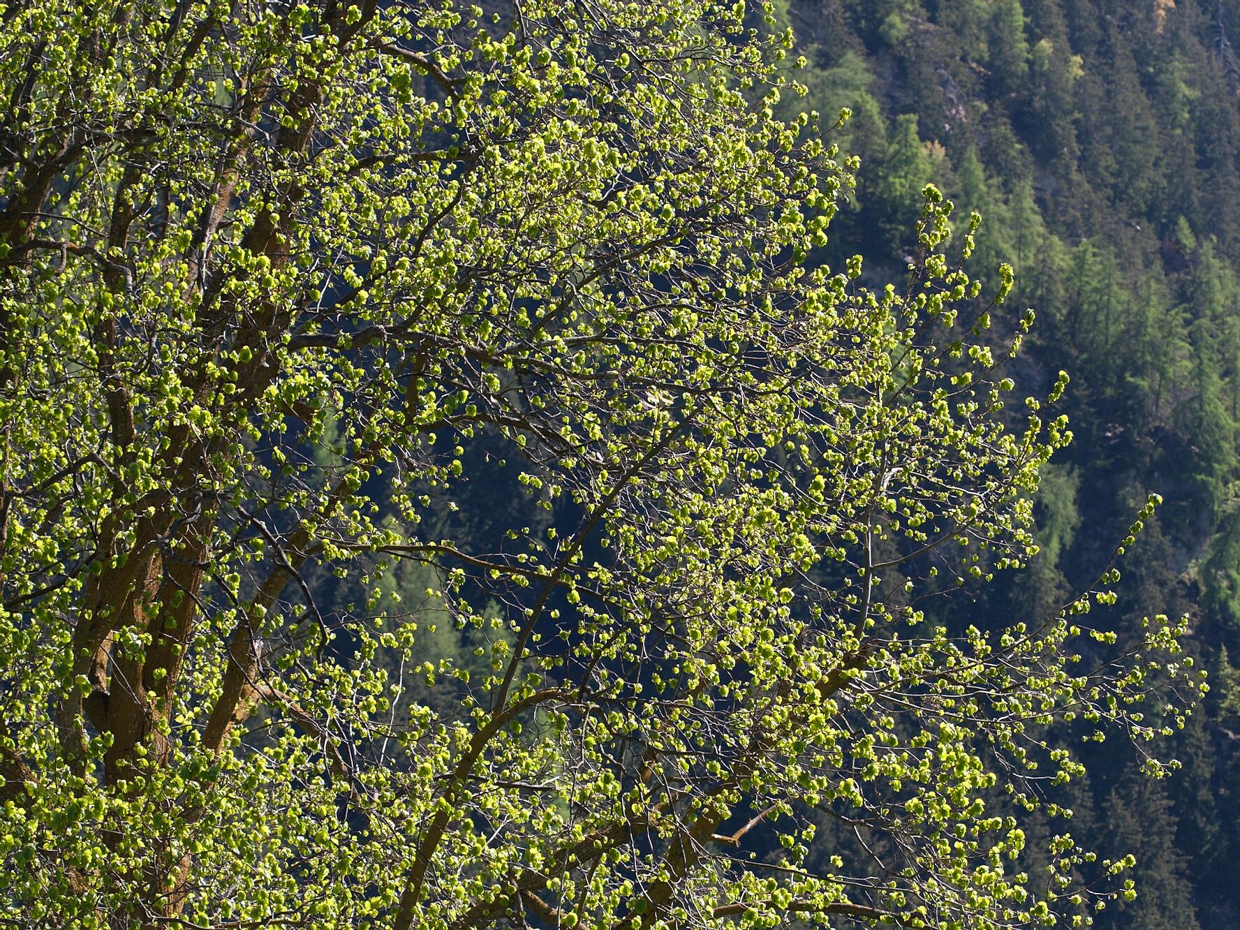 Small leaved linden