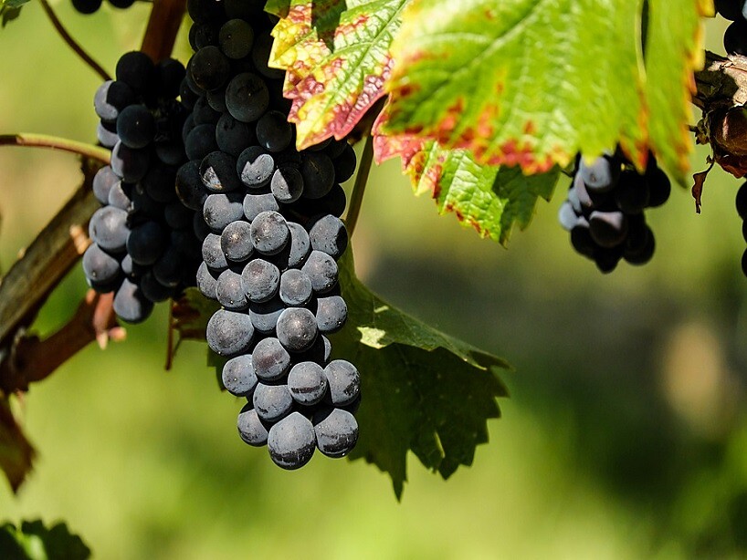 Weinhandlung