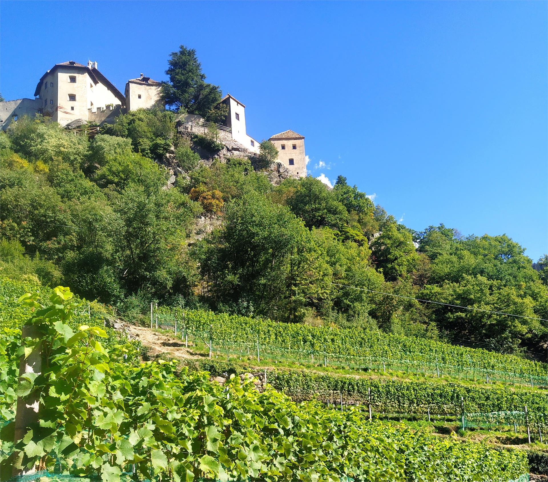 Weingut Oberschlossbauer Juval Kastelbell-Tschars 5 suedtirol.info