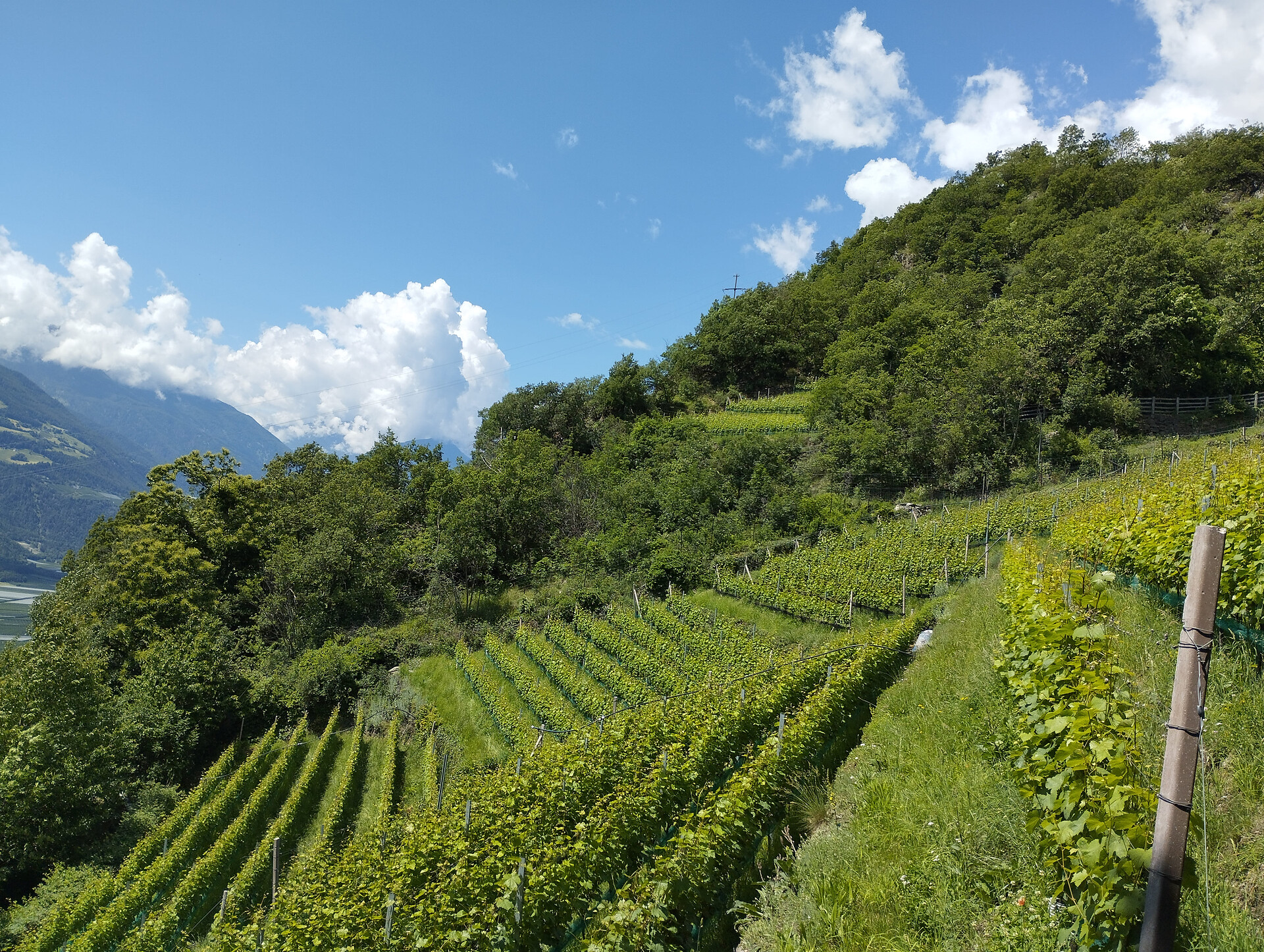 Winery Oberschlossbauer Juval