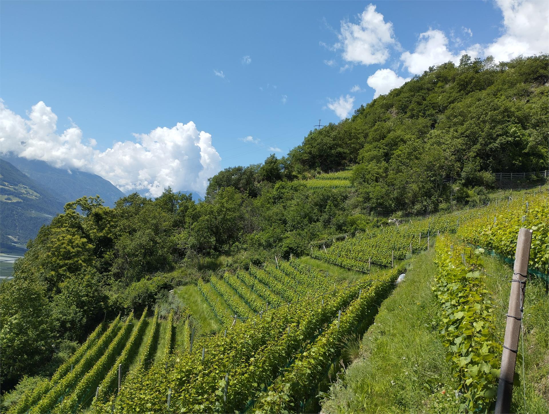 Weingut Oberschlossbauer Juval Kastelbell-Tschars 8 suedtirol.info