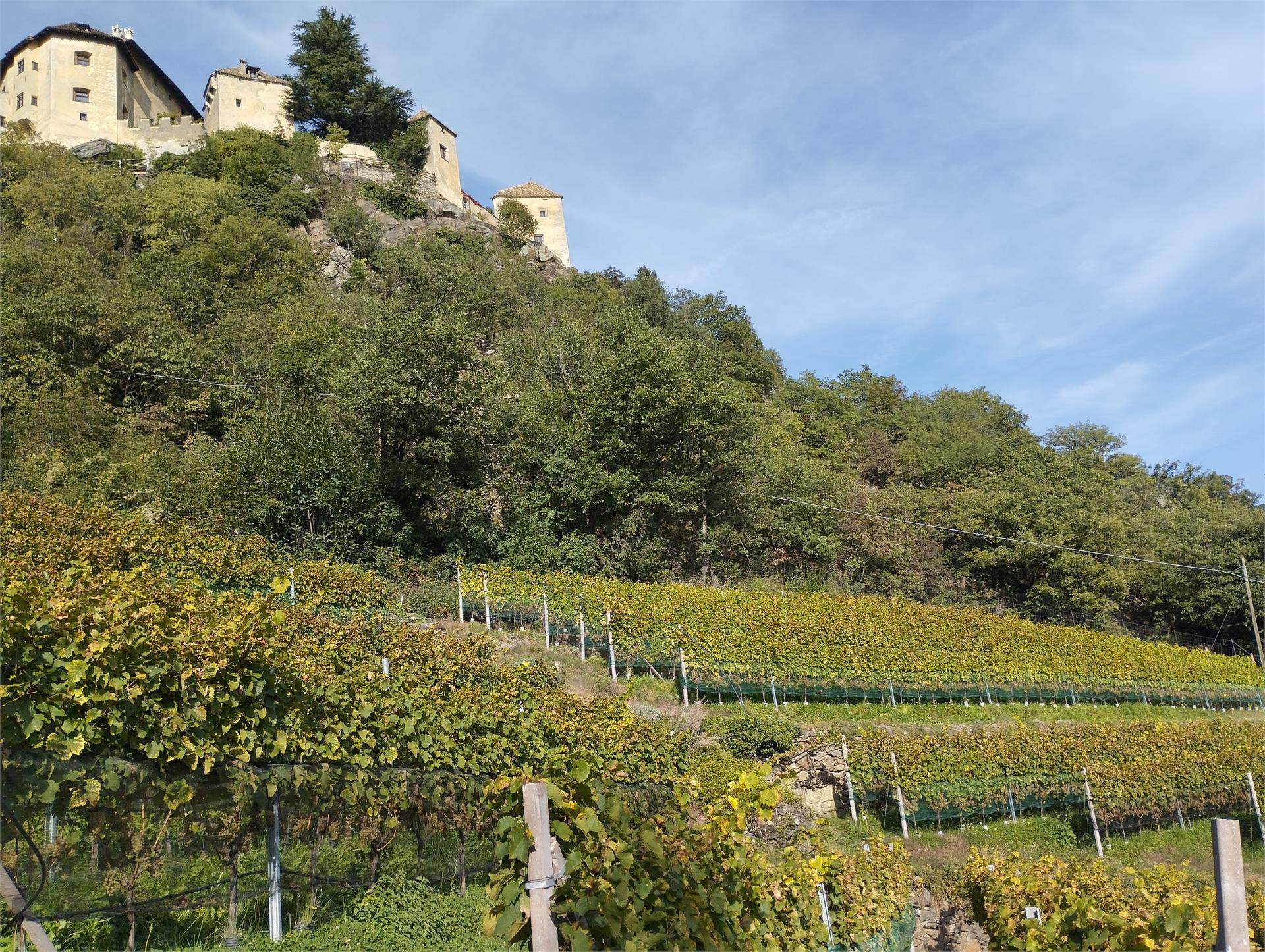 Weingut Oberschlossbauer Juval Kastelbell-Tschars 9 suedtirol.info