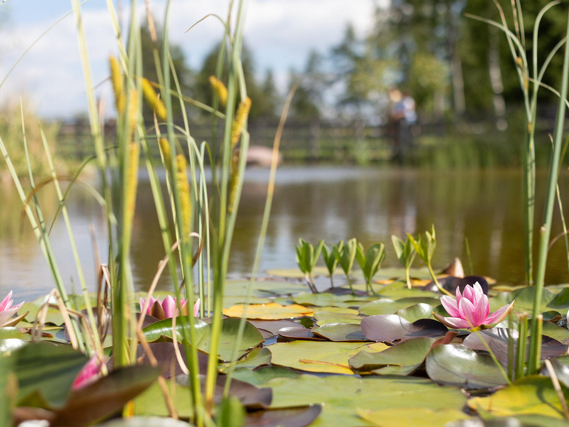Water lilies in the Bruggen pond