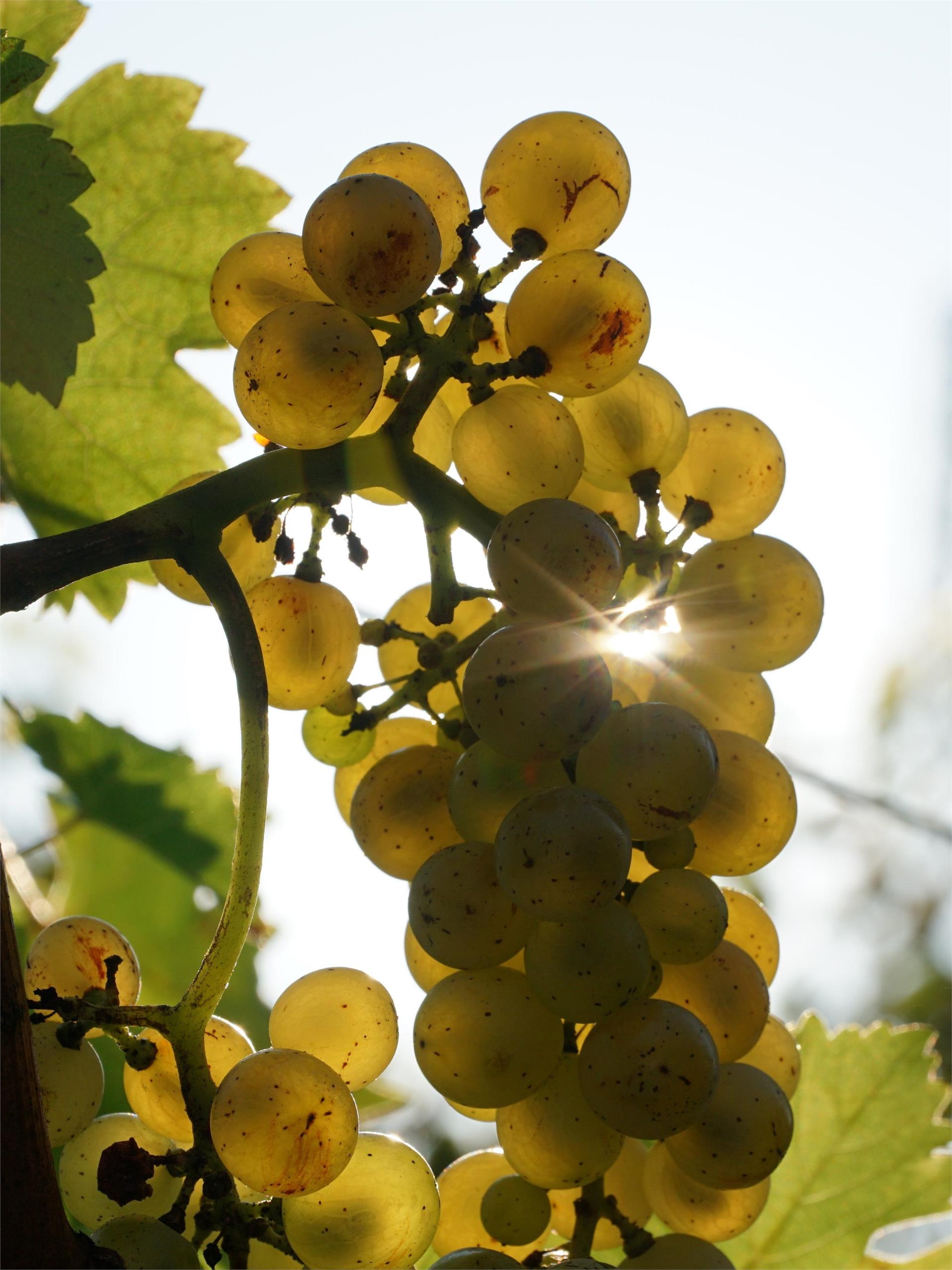 Vendita vini Hännsl am Ort Lana 3 suedtirol.info