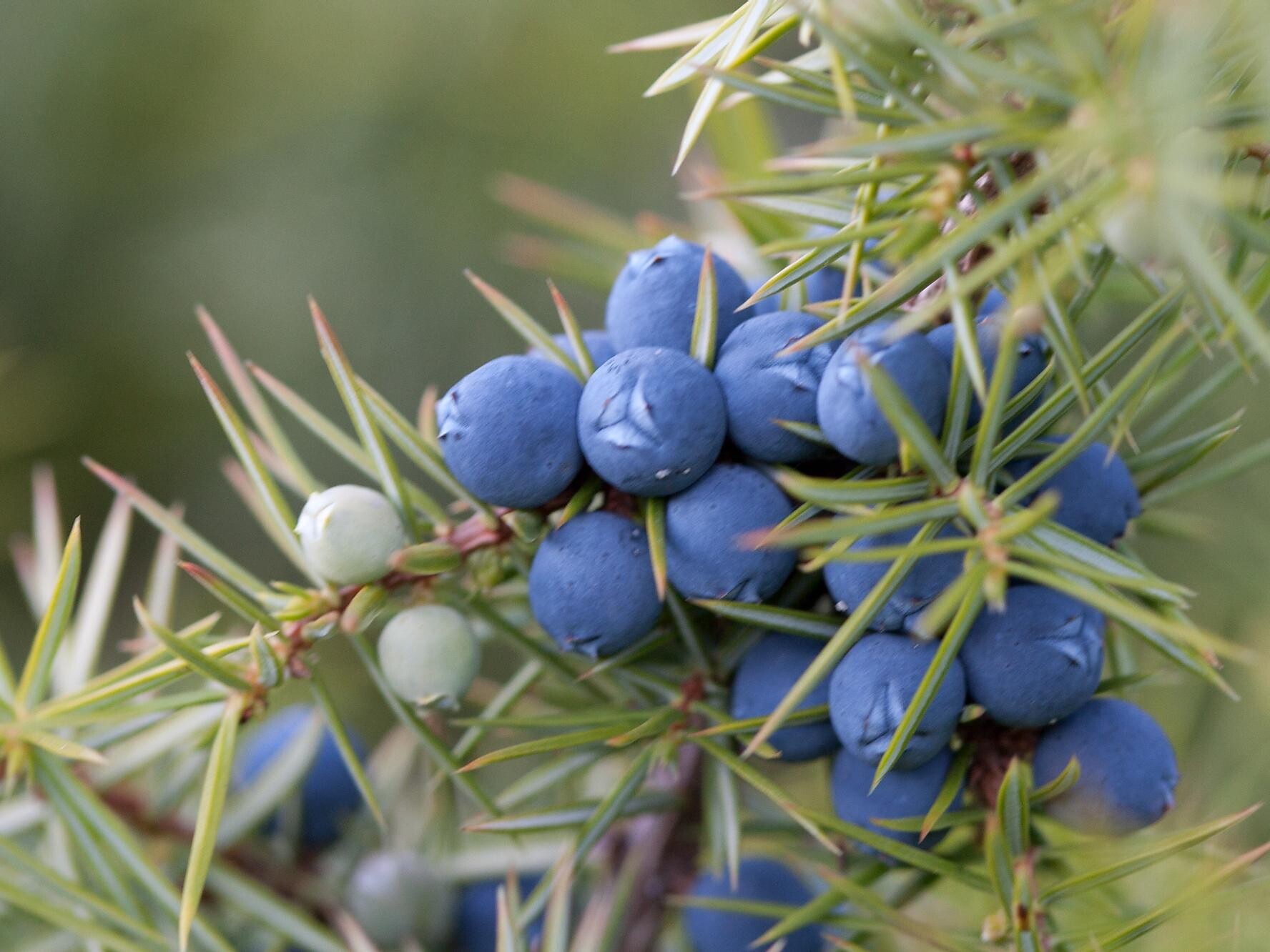 Commun juniper