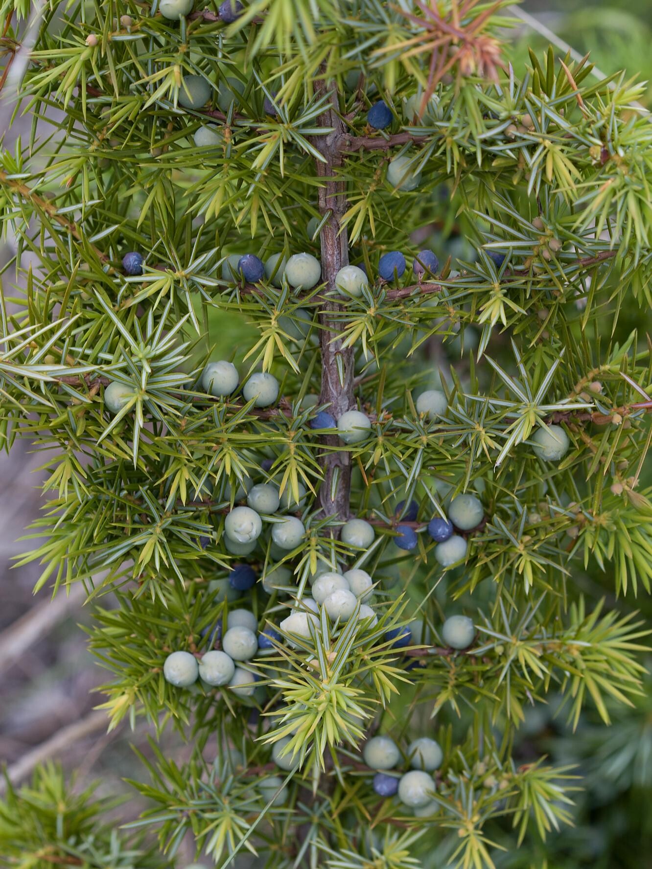 Commun juniper