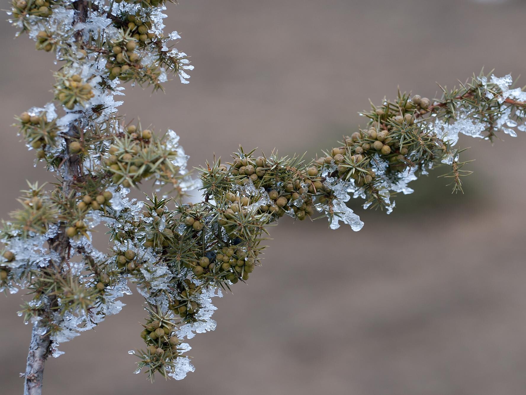 Commun juniper