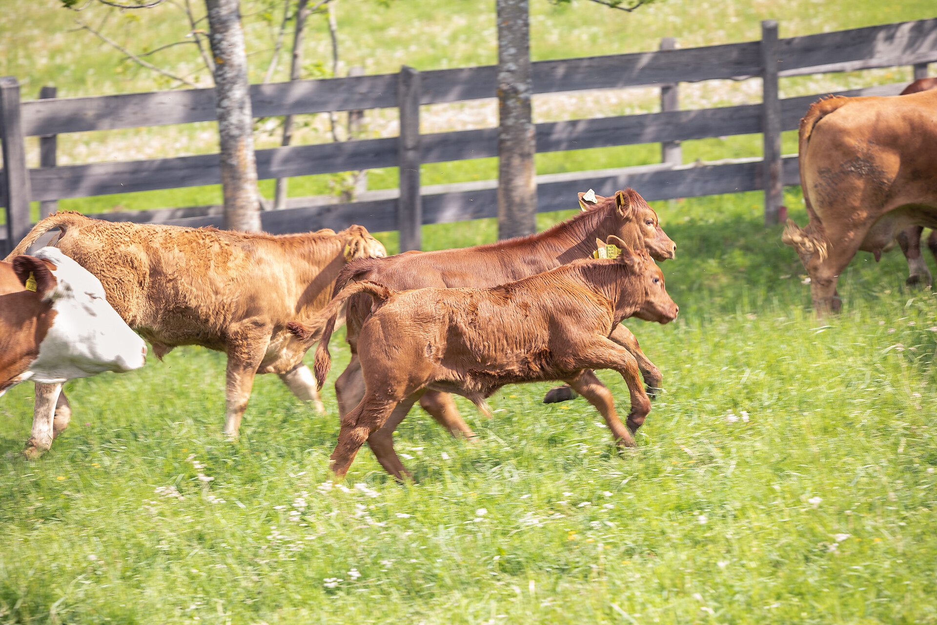 Happy cattles at the Wieserhof