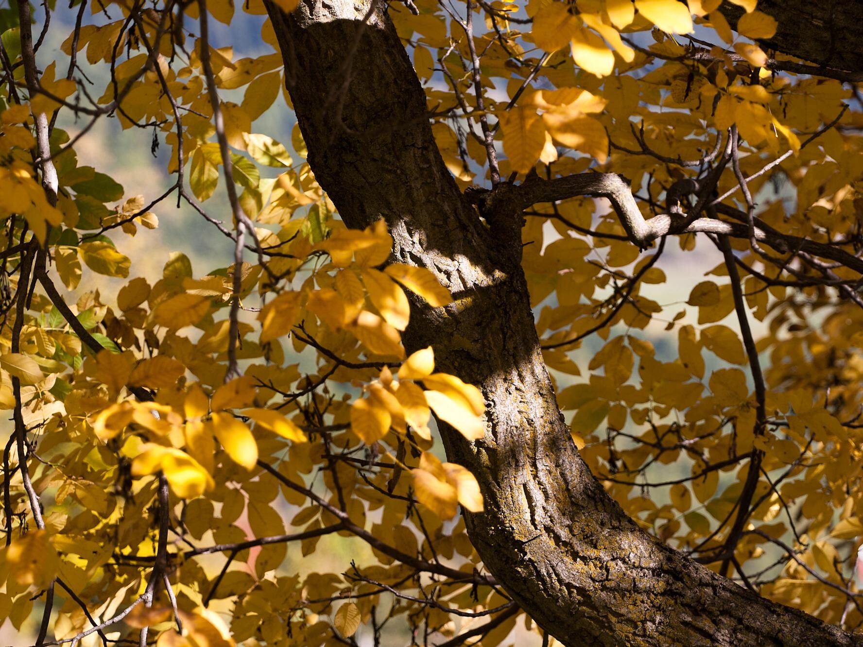 Walnut tree