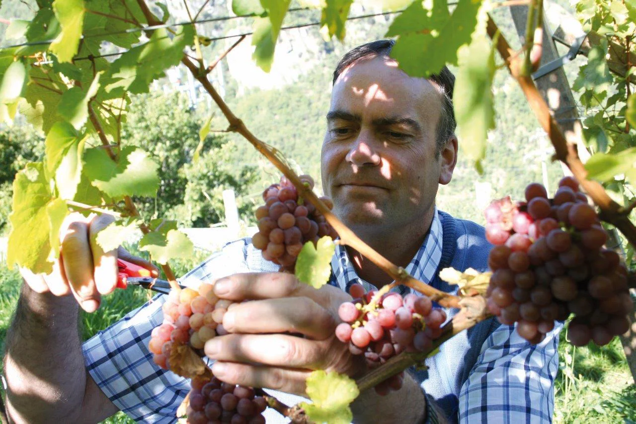 Weingut Bessererhof Völs am Schlern 1 suedtirol.info