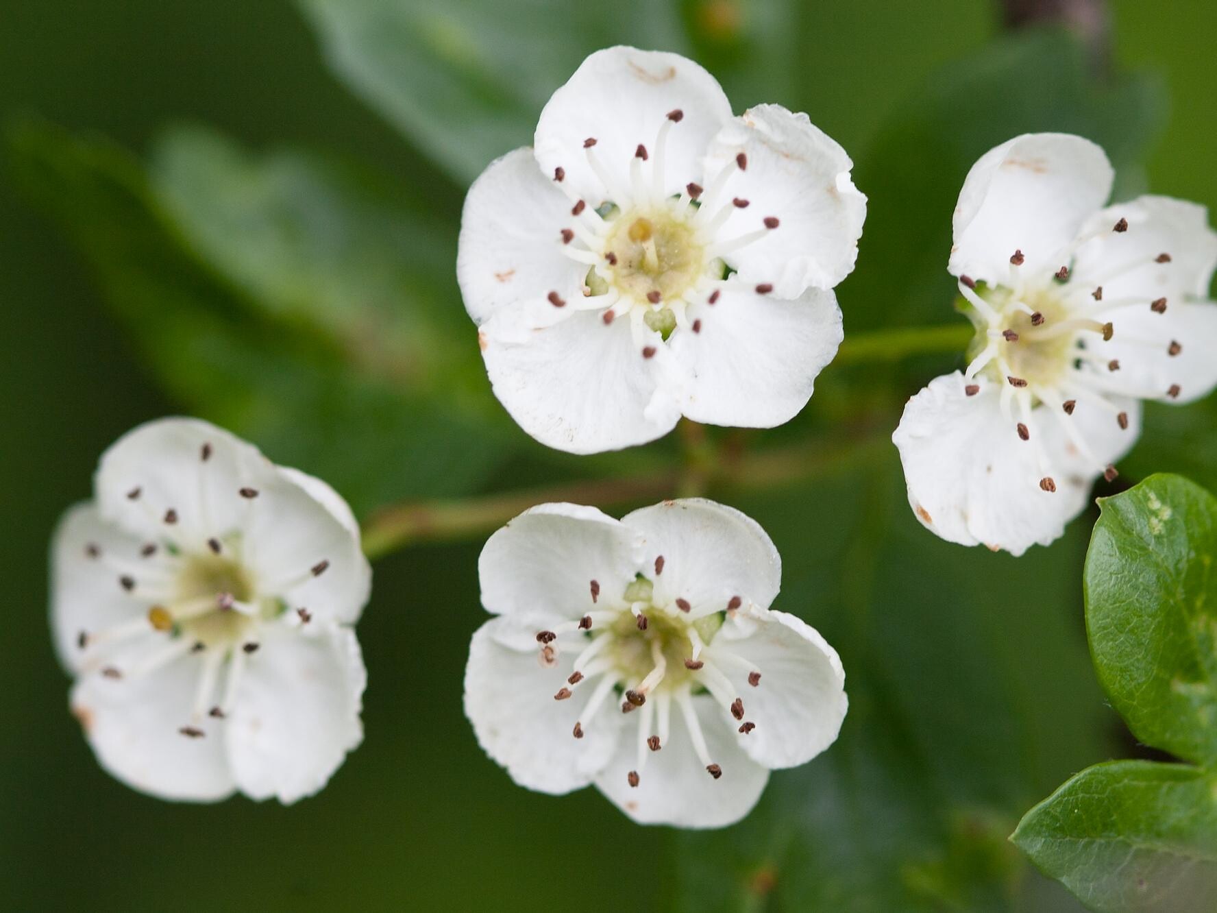White thorn