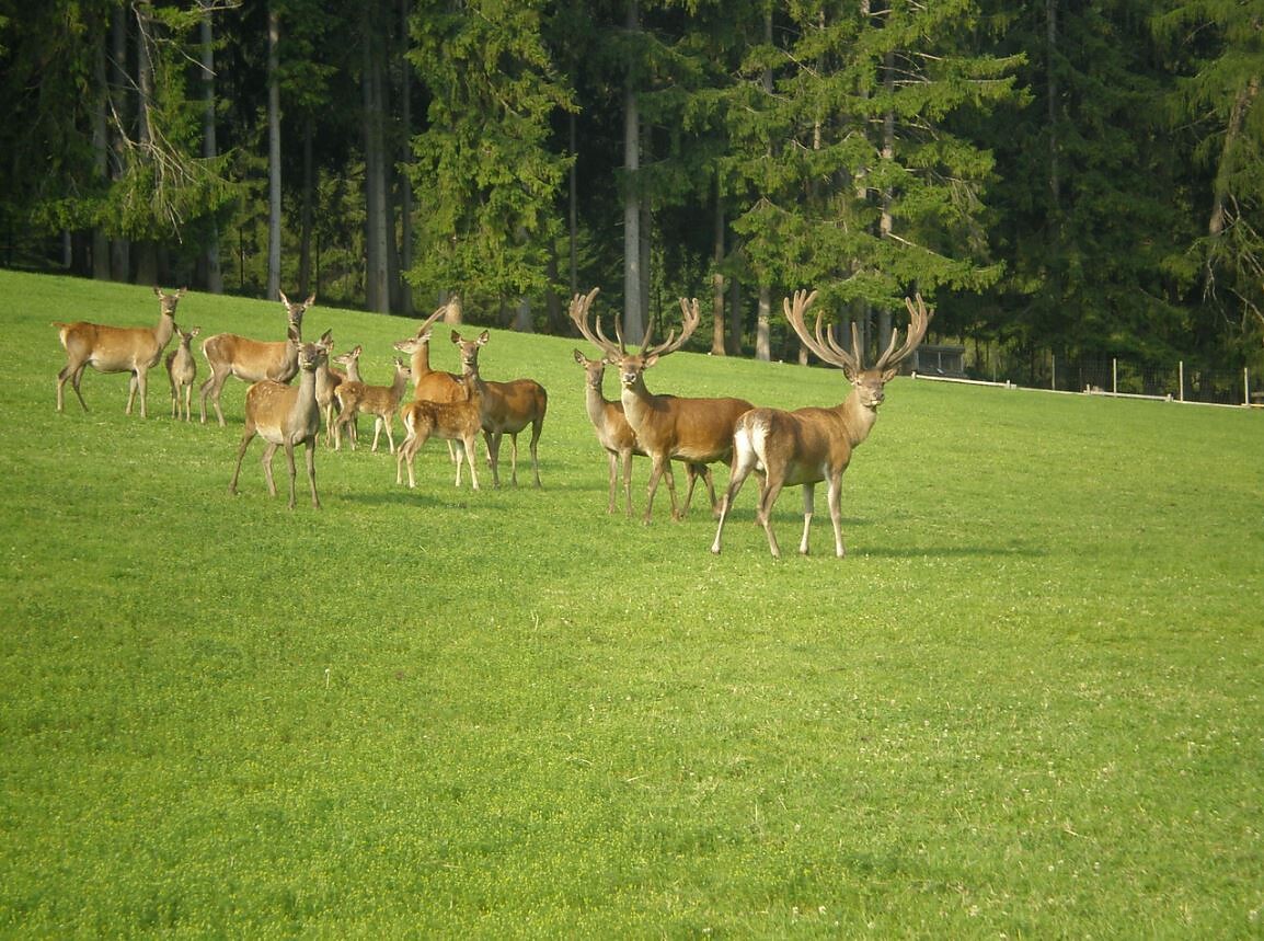 parco zoologico