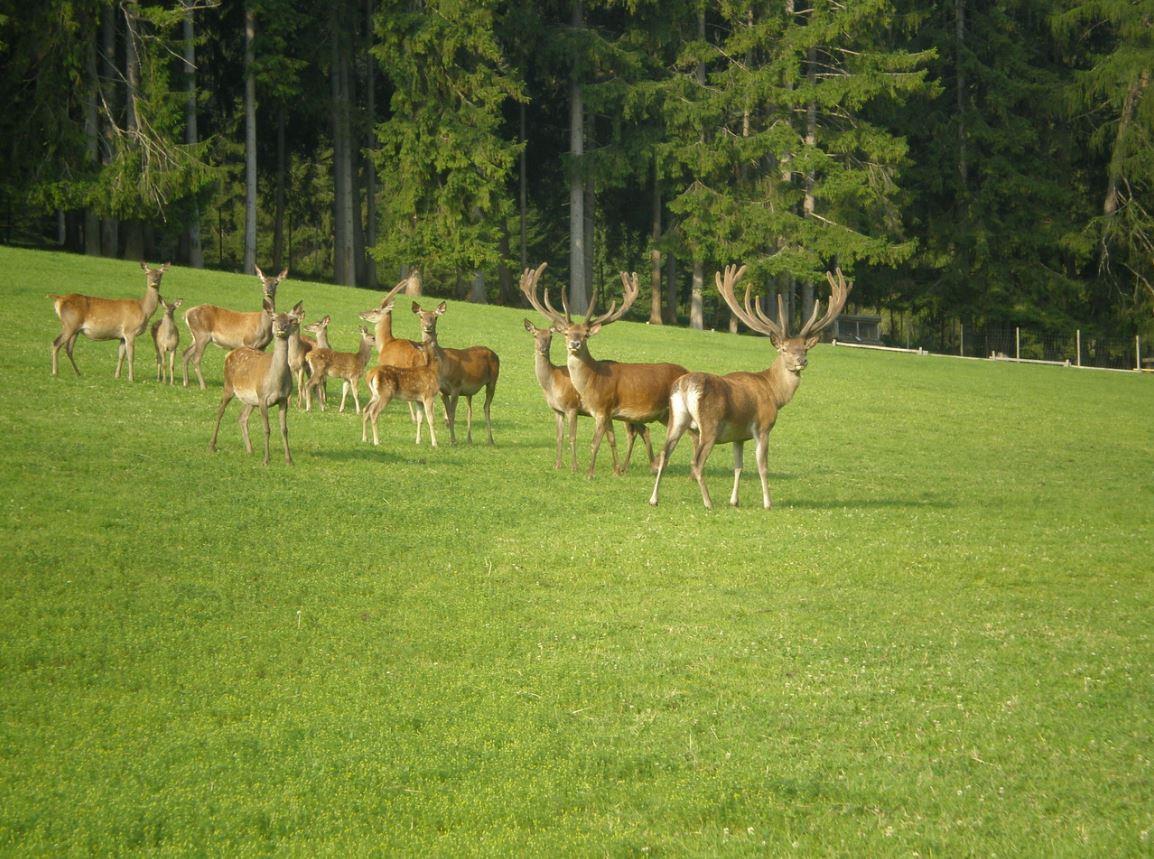 Wildpark Toblach 1 suedtirol.info