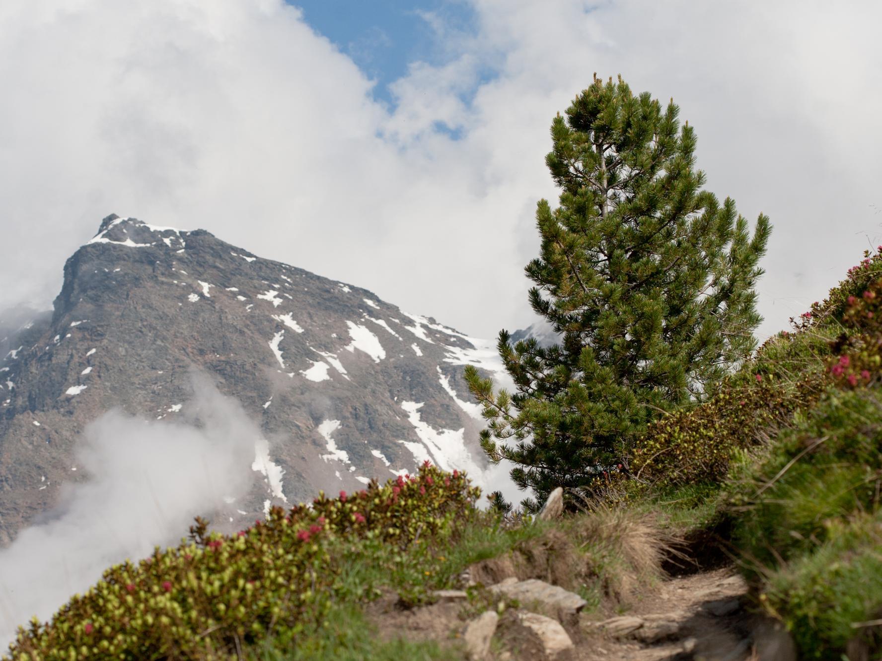 Pino cembro Prato allo Stelvio 2 suedtirol.info