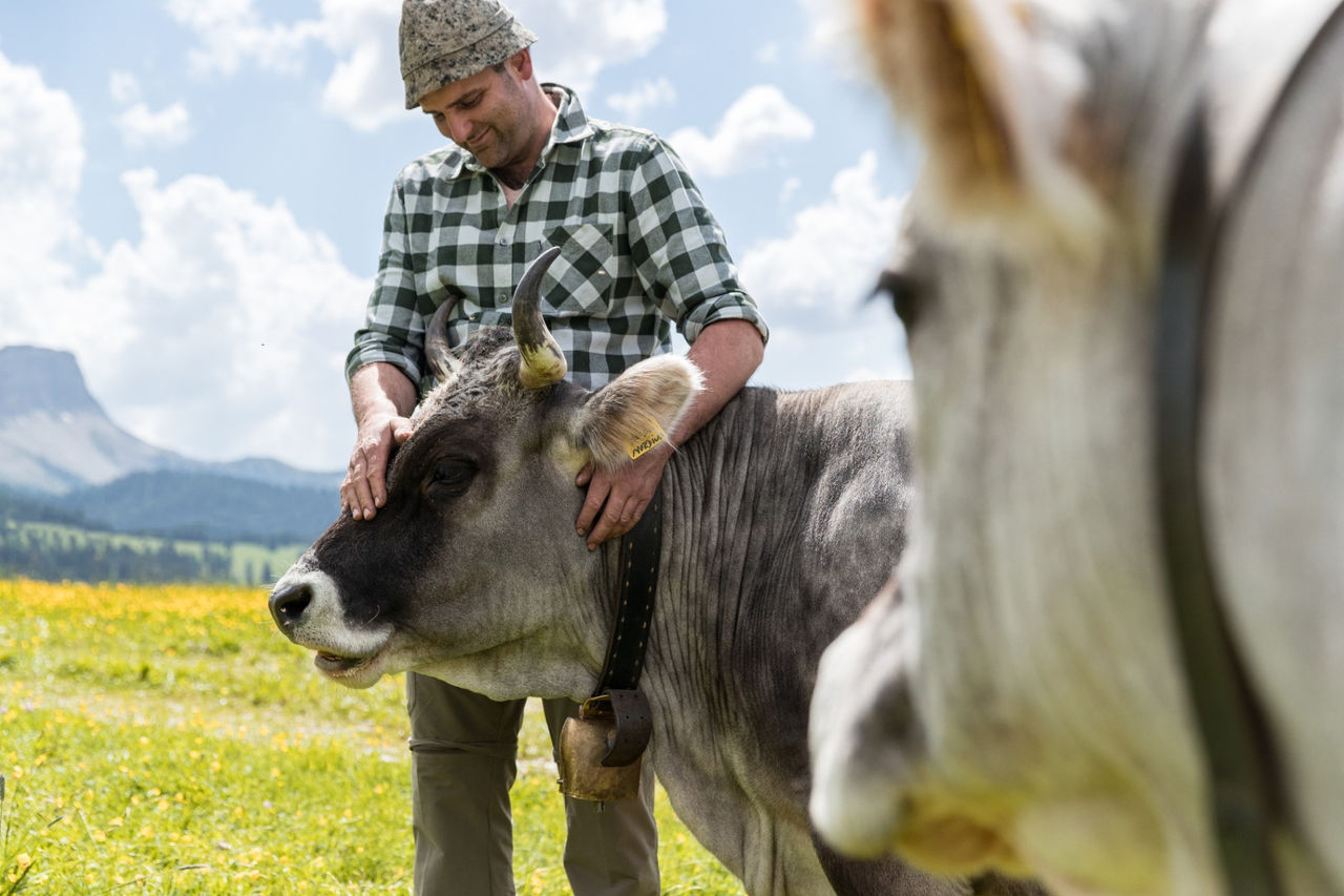 Bauer Siegfried Messner kümmert sich um seine Kühe