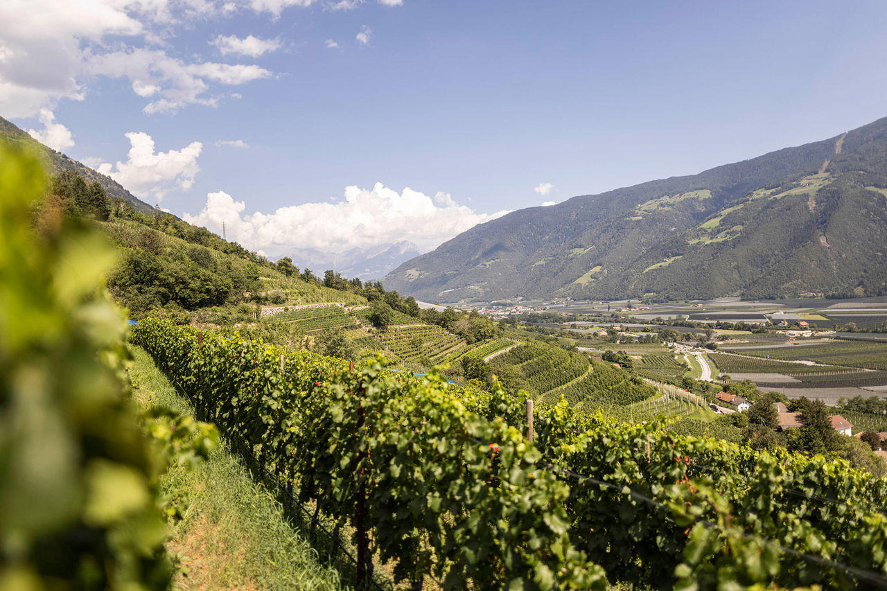 Weinreben oberhalb von Naturns mit dem Tal im Hintergrund