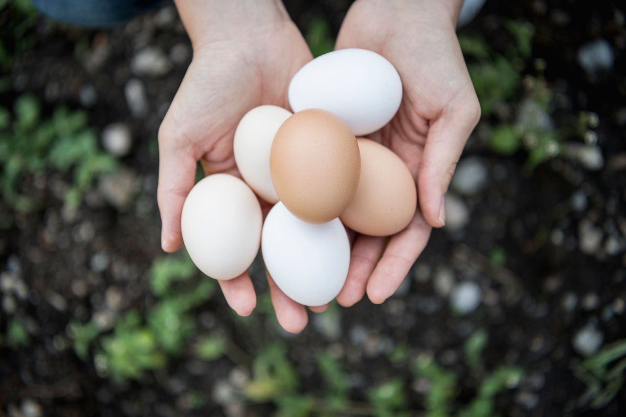 Zwei Hände halten sechs braune und weiße Eier aus Südtirol.