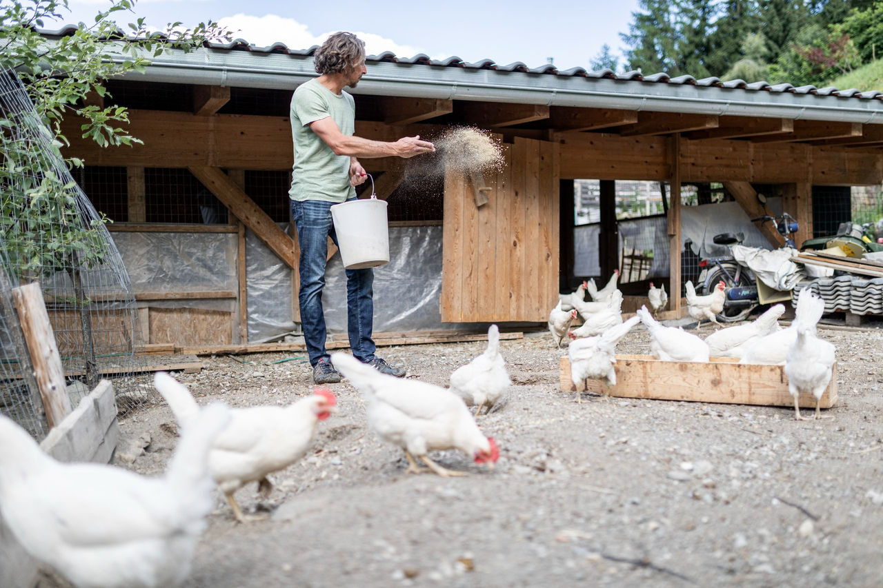 Philipp Toma vom Psegghof füttert seine Hühner auf seinem Hof im Vinschgau