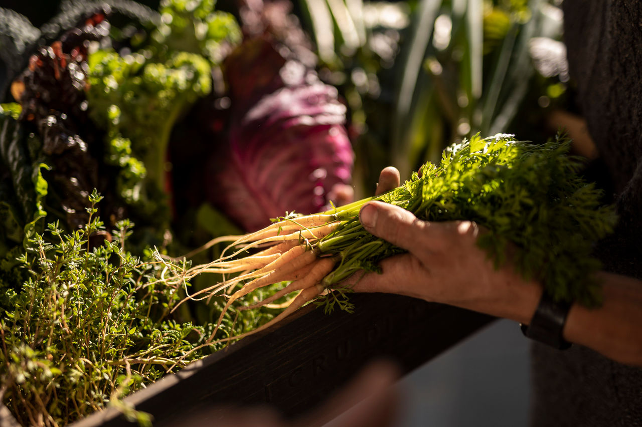 Frische Möhren in der Hand einer Person mit anderem frischen Gemüse aus Südtirol im Bildhintergrund.