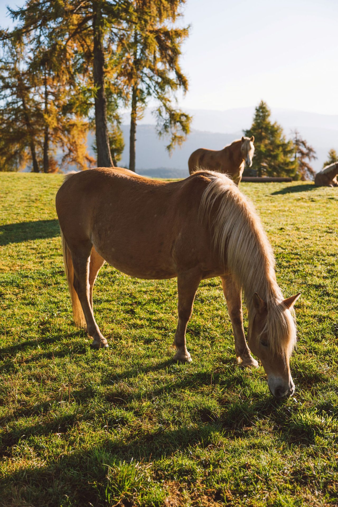 Haflinger