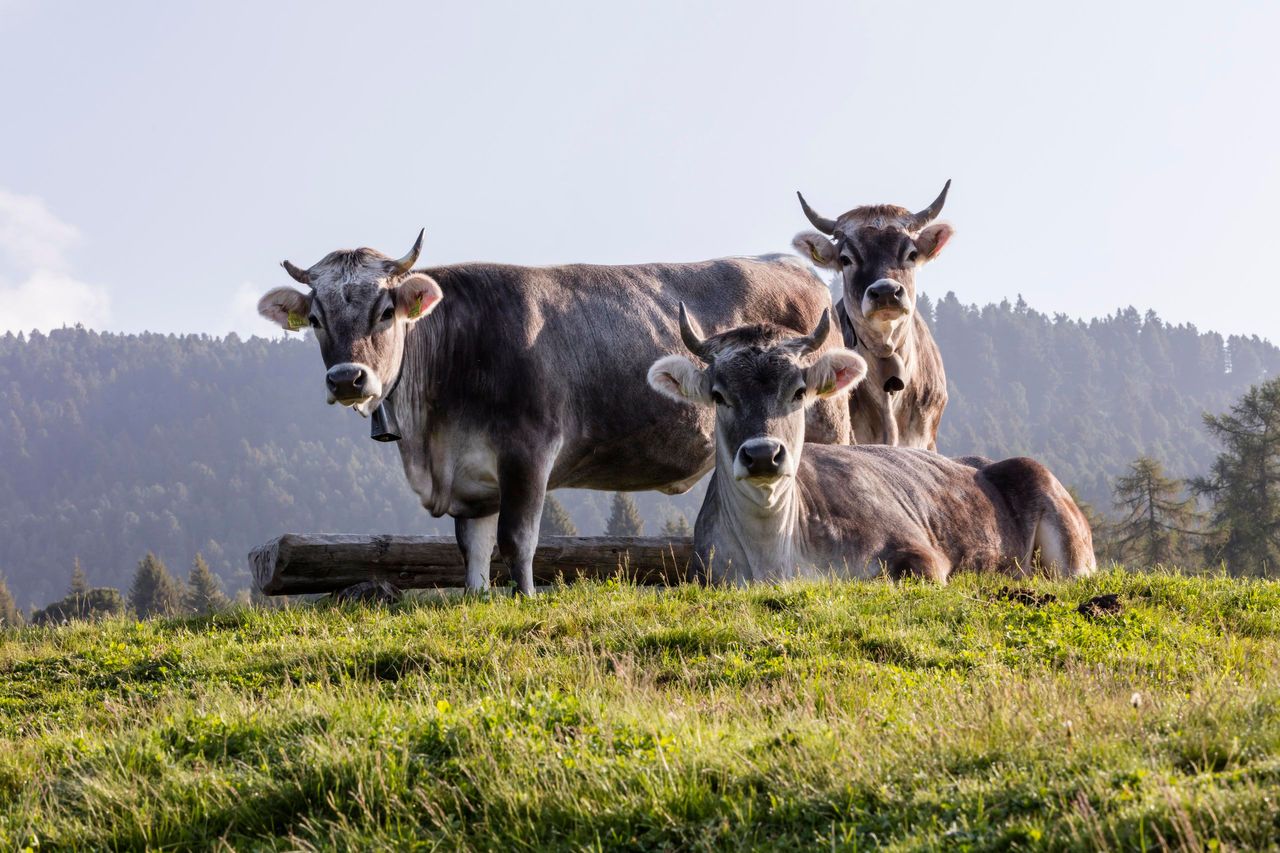 Suedtirol, Landwirtschaft, Heu_Milchproduktion, Ritten, oberhalb von Pemmern, nÃ¤he Saltnerhuette,