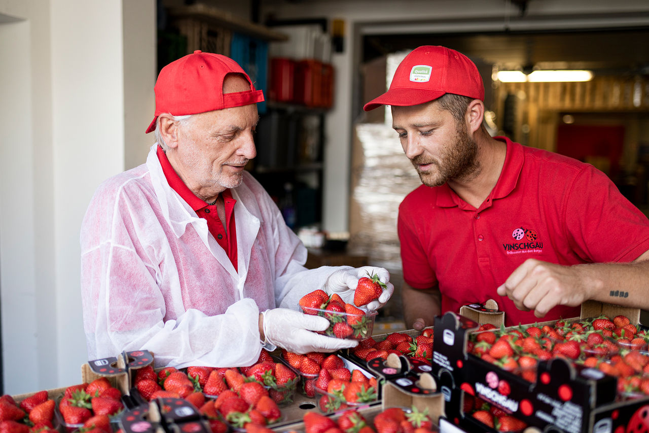 Peter Seibstock bei der Kontrolle seiner Erdbeeren