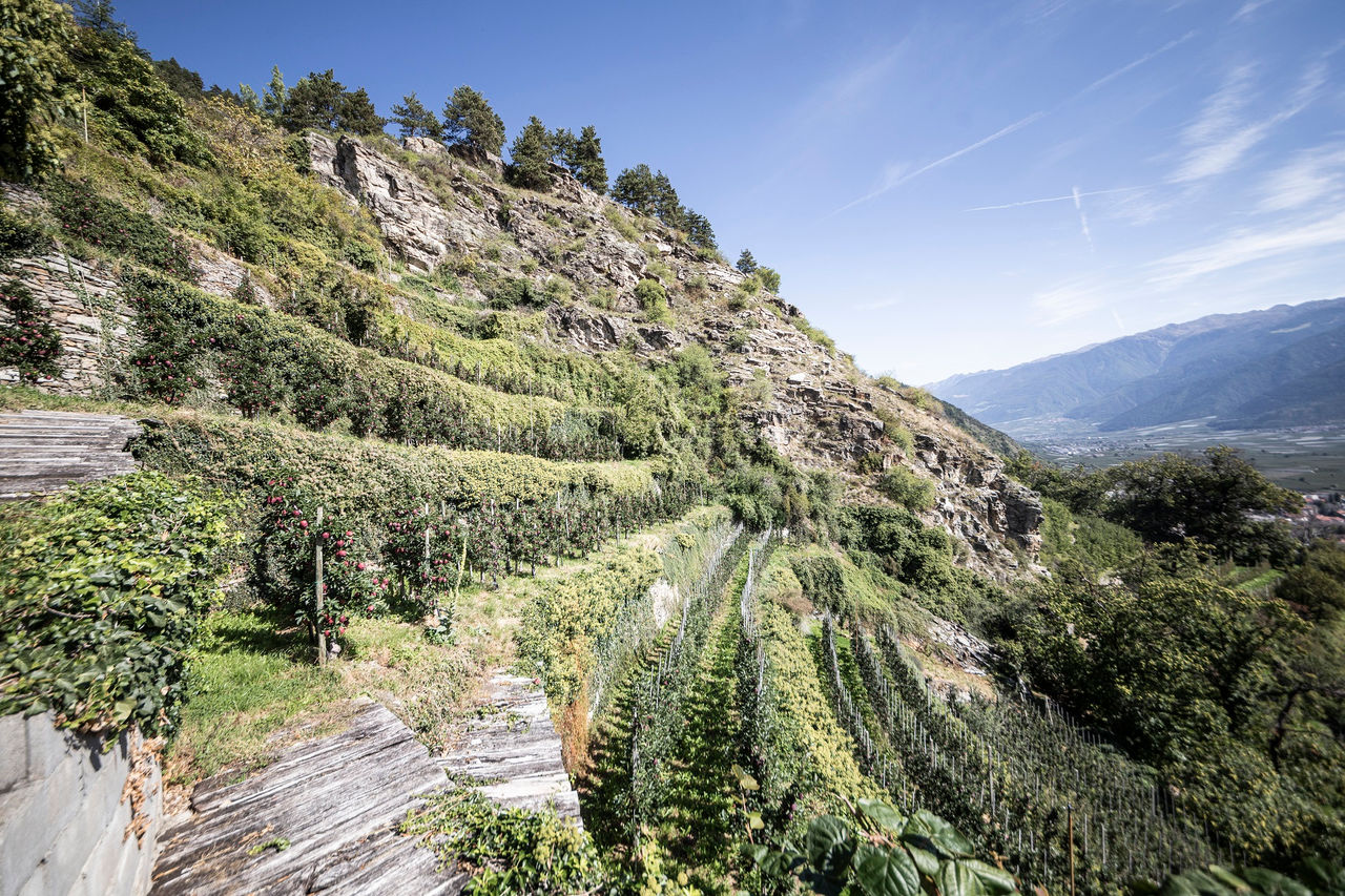 Panorama Aussicht über ein Apfelfeld mit blick aufs Tal im Hintergrund