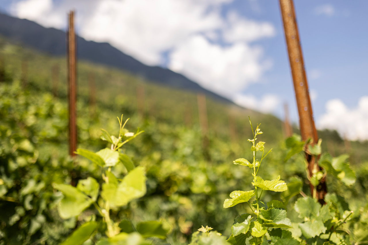 Weinreben oberhalb von Naturns bei blauen Himmel