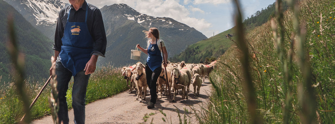 Auf einer Landstraße inmitten grüner Wiesen geht eine junge Hirtin an der Spitze einer Schafherde.