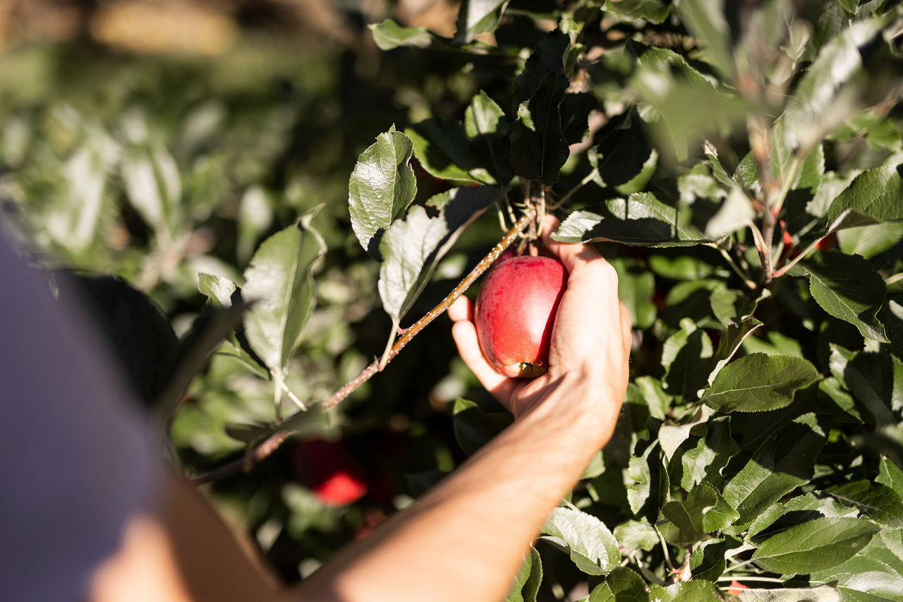 Martin Pichler's apples