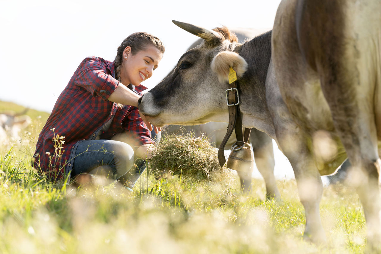 Eine Bäuerin kümmert sich um eine Kuh auf der Almwiese