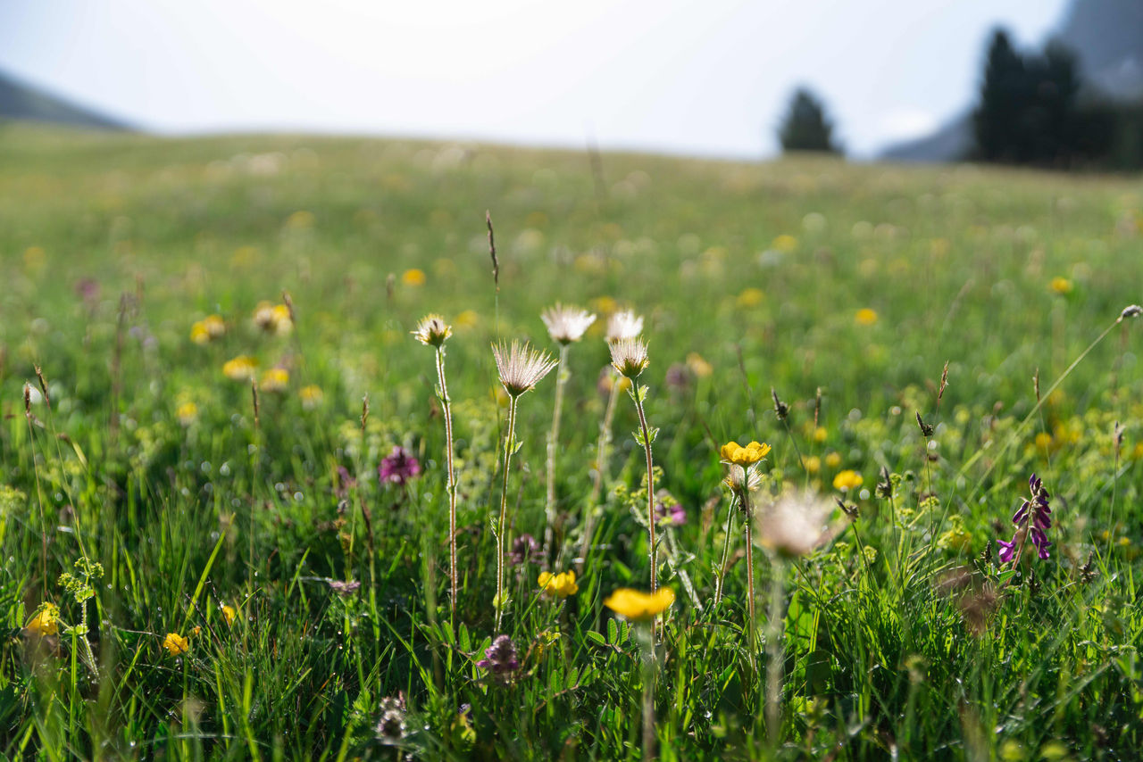 Eine Blumenwiese an einem sonnigen Tag