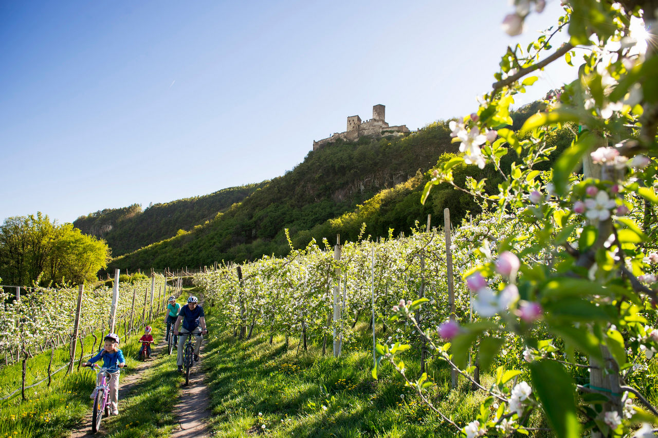 Eine Familie fährt mit Mountainbikes an Apfelblüten vorbei mit dem Schloss Hocheppan im Hintergrund