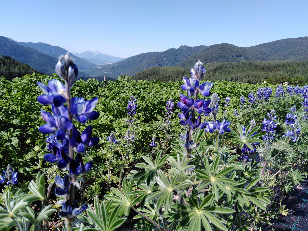 Die blaue Blüte der Altreier Lupine leuchtet durch das Wiesengrün