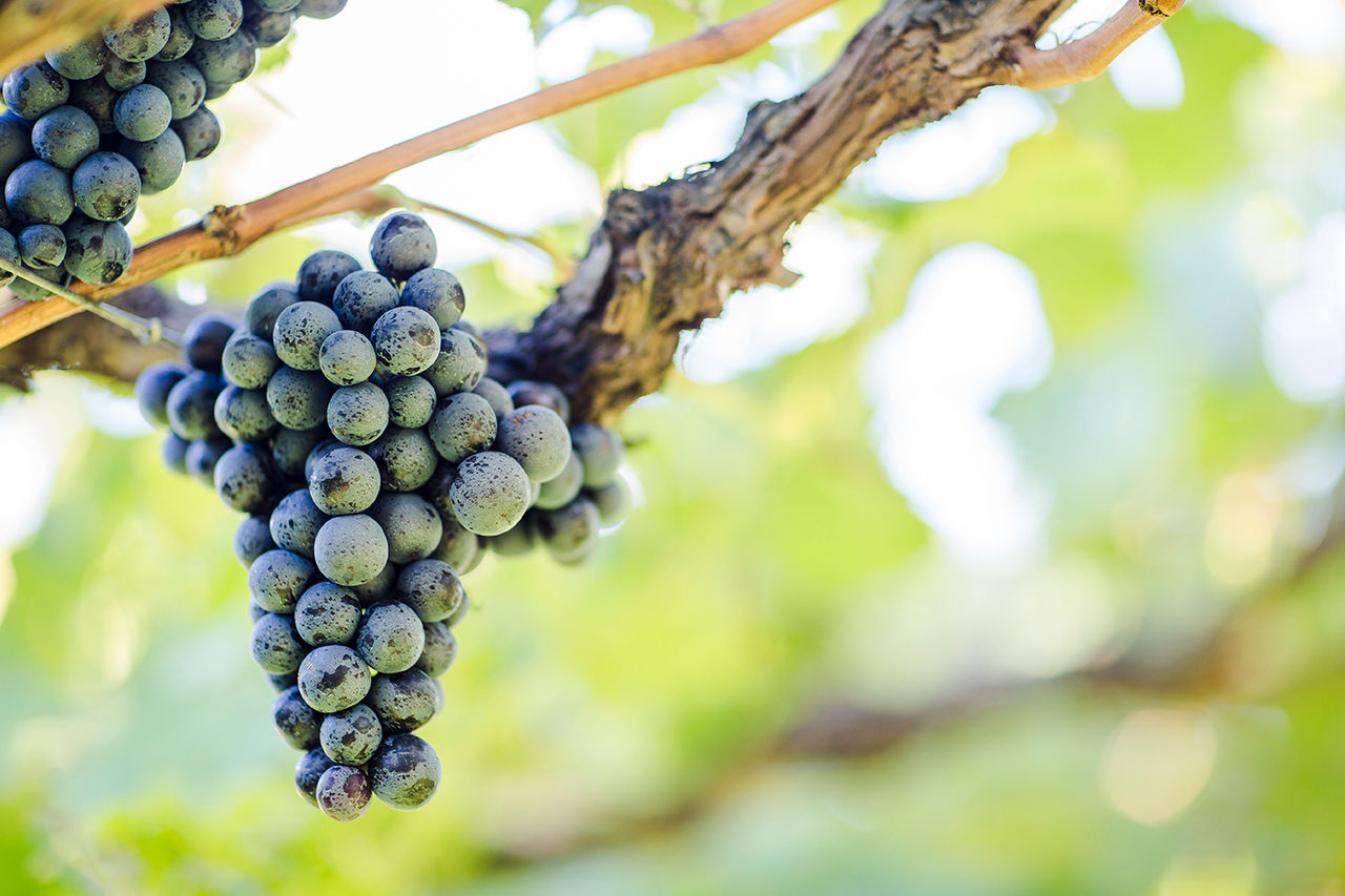 Suedtirols Rebsorten, Vitigni dell'Alto Adige, Alto Adige's grape varieties