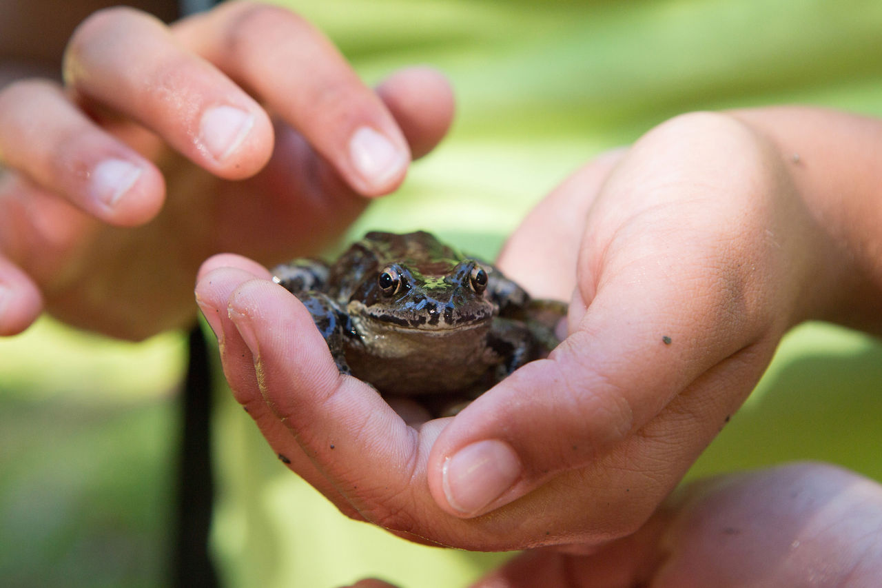 Eine Person hält einen Frosch in der Hand