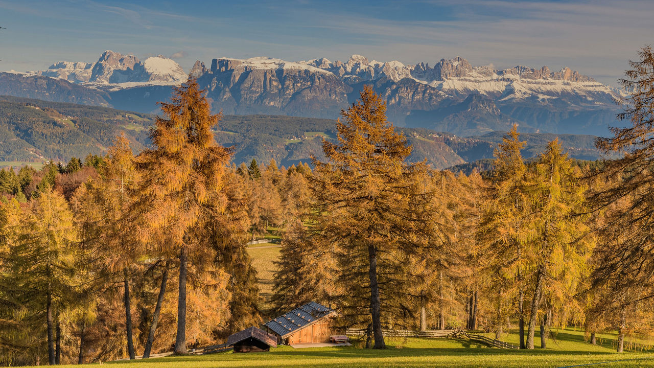 Bäume in herbstlichen Farben bei Jenesien