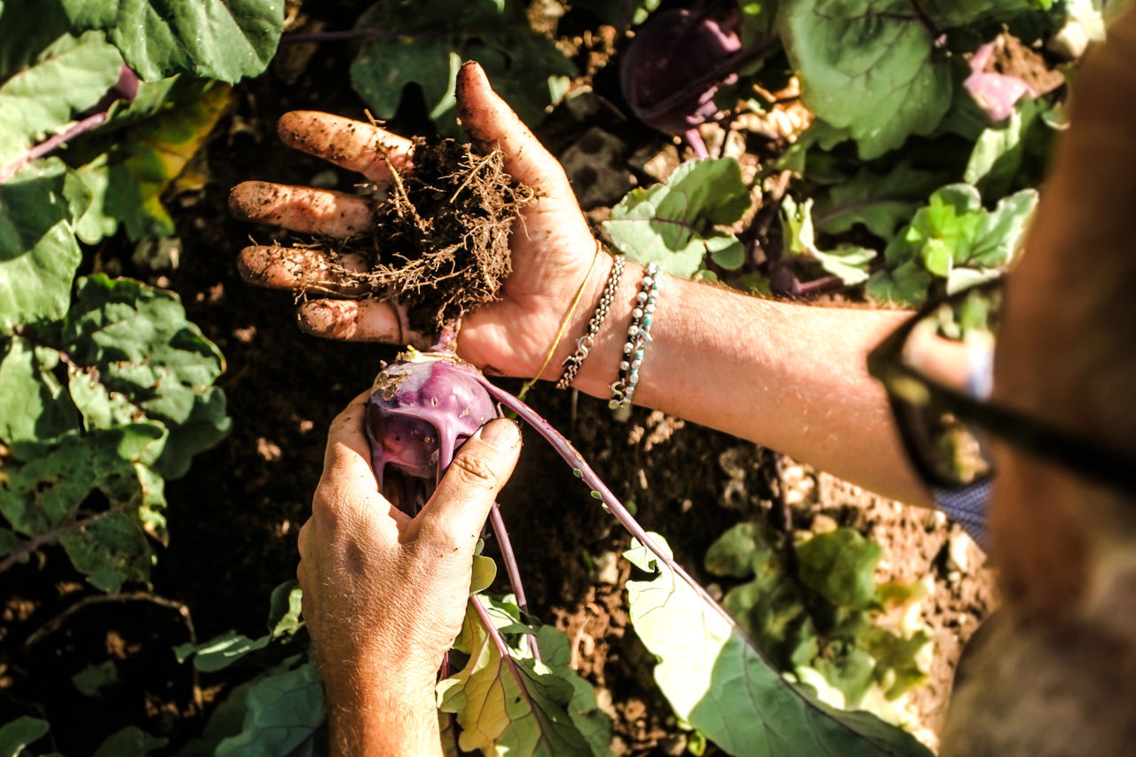 Ein Mann hat eine frische Kohlrabiknolle aus dem Boden gezogen.